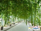 北戴河集發(fā)夢(mèng)想王國