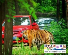 [秦皇島] 秦皇島野生動物園景點(diǎn)門票優(yōu)惠88元起團(tuán)，一人也成團(tuán)，團(tuán)隊更優(yōu)惠，咨詢電話0335-3522599: